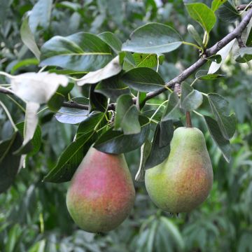 Pereira Precoce Morettini Bio - Pyrus communis