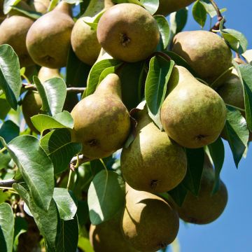 Pereira Precoce de Trévoux Bio - Pyrus communis