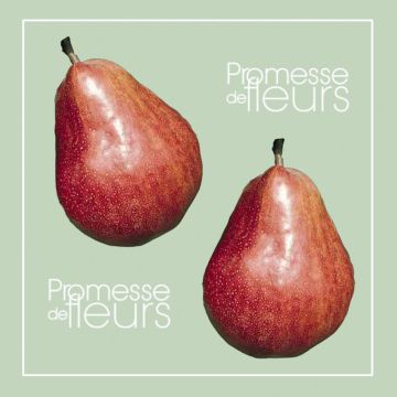 Pereira Williams Rouge - Pyrus communis