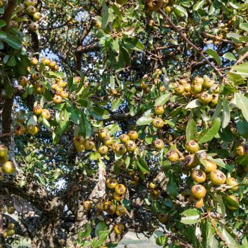 Pyrus communis subsp. pyraster