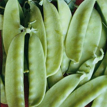 Ervilha trepadora Caroubel NT - Ferme de Sainte Marthe