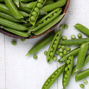 Ervilha Trepadeira Serpette Guilloteaux com Sementes Redondas Vilmorin