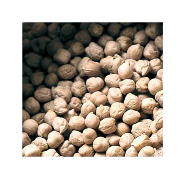 Grão-de-bico- Cicer arietinum