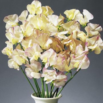 Ervilha de cheiro High Scent em sementes