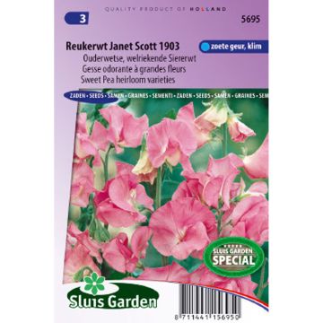 Ervilha de cheiro Janet Scott em sementes