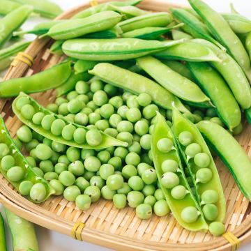 Ervilha anã Boogie Ervilha anã Boogie