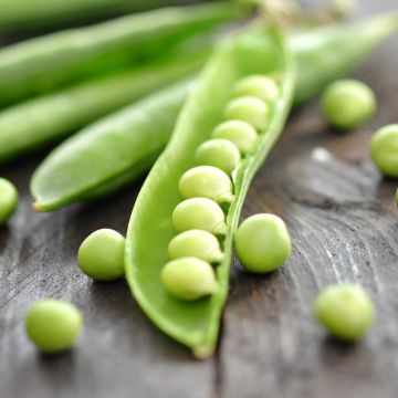 Ervilha anã Primavil (grãos redondos) Vilmorin