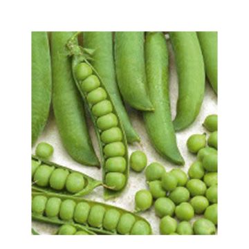 Ervilha anã Cash sementes