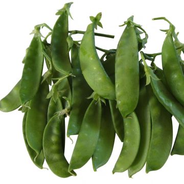 Ervilha Trepadeira Sugar Lace Anãs Mango-Alley