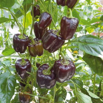 Pimento Bellania F1 Bio