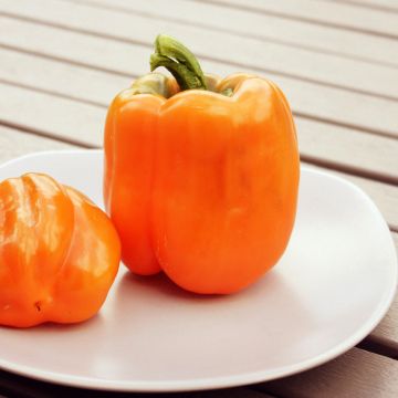 Pimento California Orange Wonder - Ferme de Sainte Marthe Bio