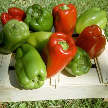 Pimento California Wonder - Ferme de Sainte Marthe Bio