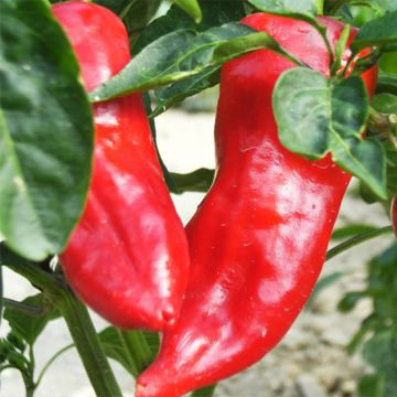 Pimento Lipari F1 Bio plantas jovens - Pimenta Chifre de Touro Híbrida