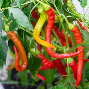 Pimento Sigaretta di Bergamo - Fermje de Sainte Marthe Bio