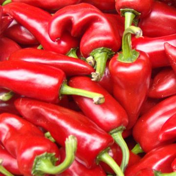 Pimento Sucette de Provence - Ferme de Sainte Marthe Bio