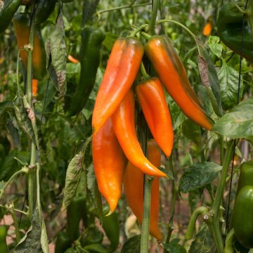 Pimento Bio Tequila Sunrise - Ferme de Sainte Marthe