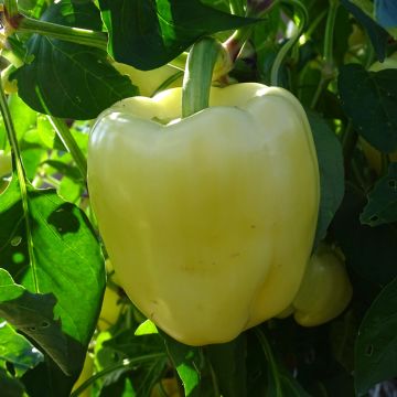 Pimento Bellkaro F1 em plantas