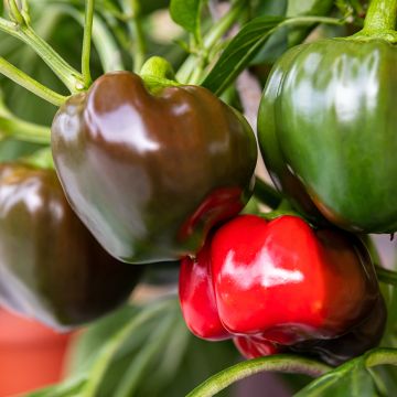 Pimento doce California Wonder Bio