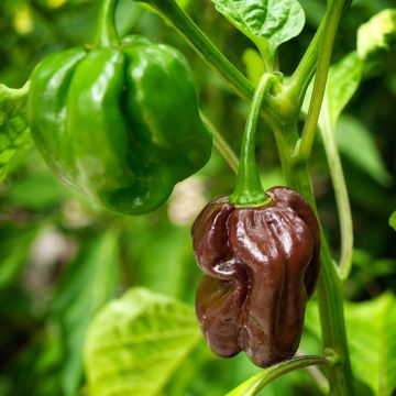 Mini Pimentos NT Chocolate - Ferme de Sainte Marthe