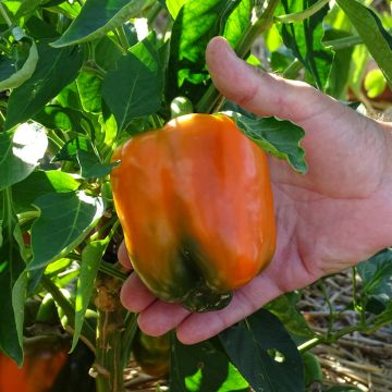 Pimento laranja Oreny F1 em plantas