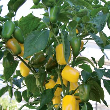 Pimenteiro Snackor Yellow F1 em plantas
