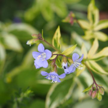 Polemonium reptans Stairway to Heaven Polemonium reptans Stairway to Heaven