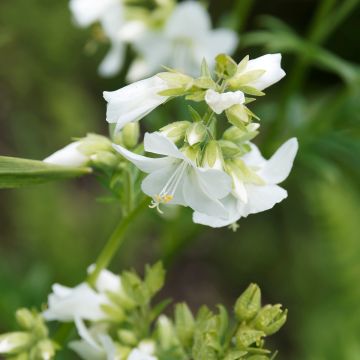 Polemonium caeruleum Album Polemonium caeruleum Album