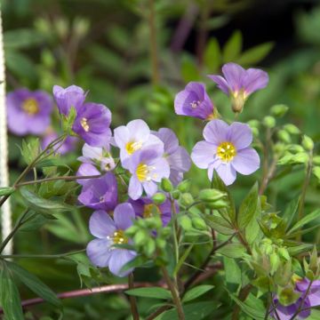 Polemonium caeruleum Lambrook Mauve Polemonium caeruleum Lambrook Mauve