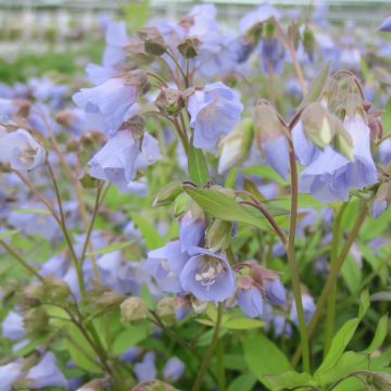 Polemonium reptans Blue Pearl