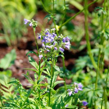 Polemonium yezoense Purple Rain Polemonium yezoense Purple Rain