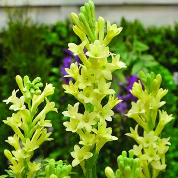 Polianthes tuberosa Super Gold