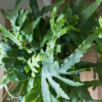 Phlebodium (Polypodium) pseudoaureum