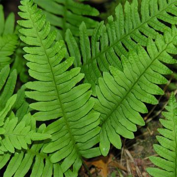 Polypodium vulgare