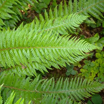 Polystichum aculeatum