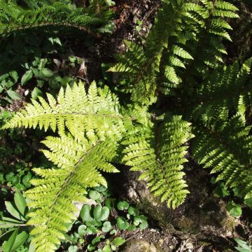 Polystichum braunii