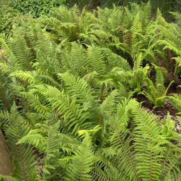 Polystichum setiferum