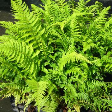 Polystichum setiferum Dahlem