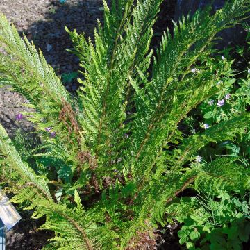 Polystichum setiferum Plumosum Bevis