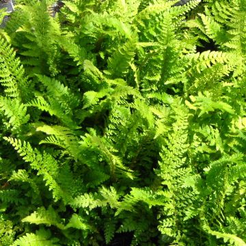 Polystichum setiferum Proliferum
