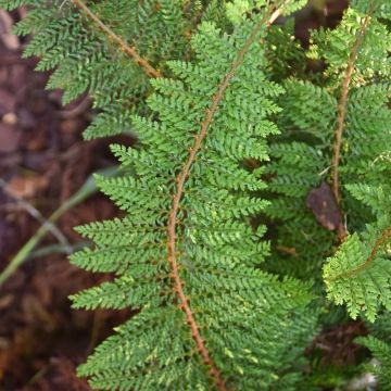 Polystichum setiferum Densum