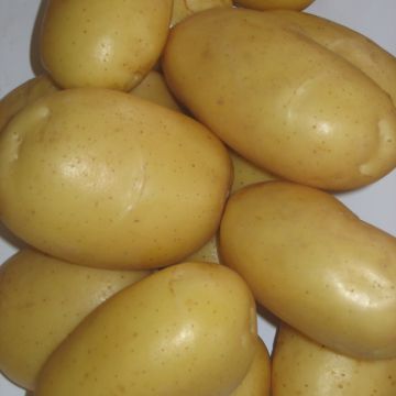 Batata Branca
