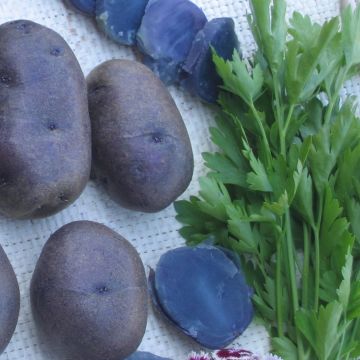 Batata Azul de Artois