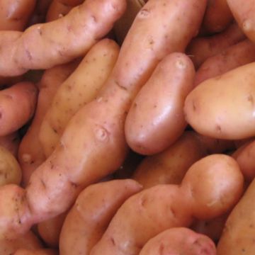 Batata Corne de Gatte (Pink Fir Apple) Bio