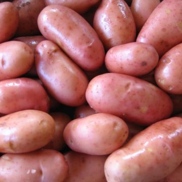 Batata Rose de France Bio