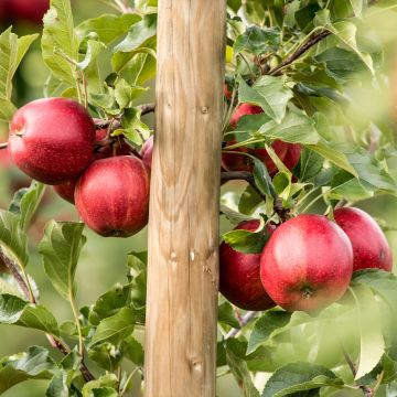 Macieira Jumbo Hanners - Stark Jumbo - Malus domestica