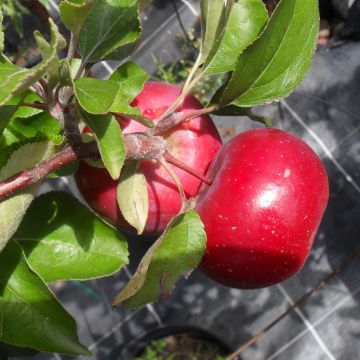 Macieira Red Love - Malus domestica