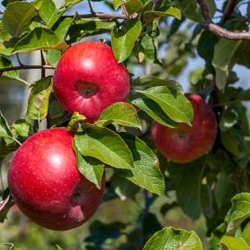 Macieira Reinette Etoilée - Sterapple - Malus domestica