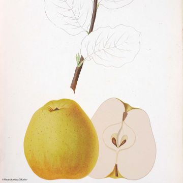 Macieira Reinette de Brive Bio - Malus domestica
