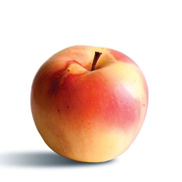 Macieira Winter Banana - Malus domestica