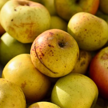 Macieira de sidra Douce Coët Ligné - Malus domestica